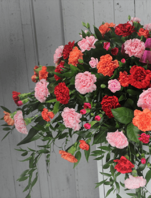 Show details for Carnation Cascade Picture of Carnation Cascade